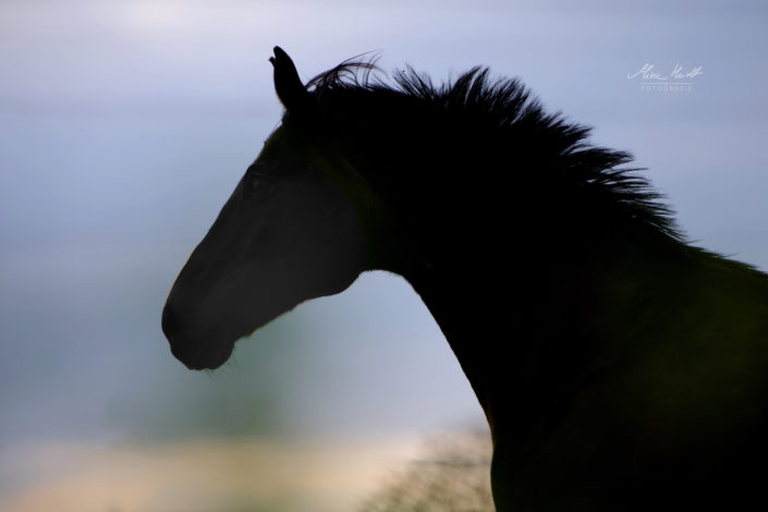 Trakehnerportrait im Galopp als Silhouette