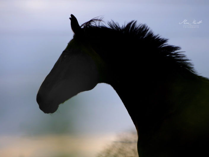 Trakehnerportrait im Galopp als Silhouette