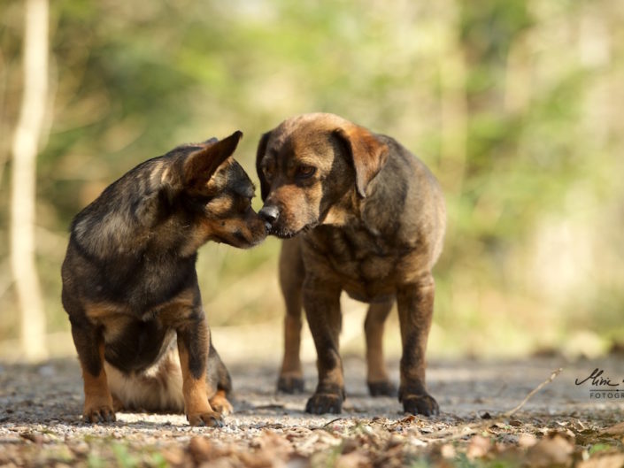 zwei Straßenhunde beschnüffeln sich