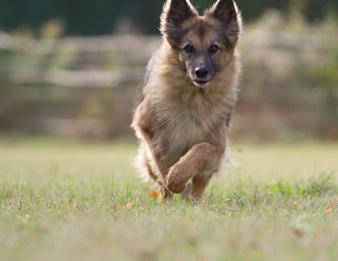 Schäferhundmischling rennt auf die Kamera zu